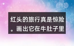 紅頭的旅行真是驚險。畫出它在牛肚子里旅行的路線，再把這個故事講給別人聽。