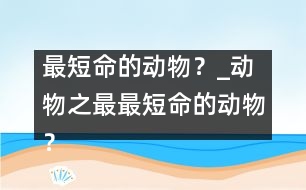 最短命的動物？_動物之最：最短命的動物？