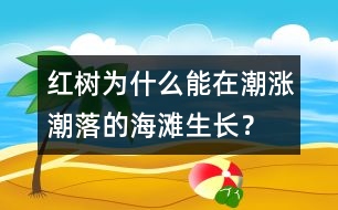 紅樹為什么能在潮漲潮落的海灘生長(zhǎng)？