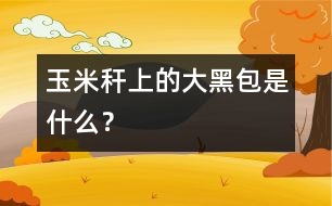 玉米稈上的“大黑包”是什么？