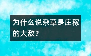 為什么說雜草是莊稼的大敵？