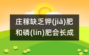 莊稼缺乏鉀(jiǎ)肥和磷(lín)肥會長成什么樣？